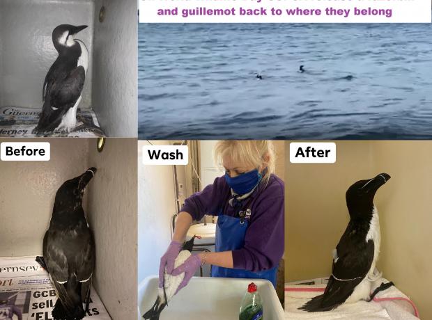 On World Wildlife Day GSPCA Release A Razorbill And Guillemot Back To 